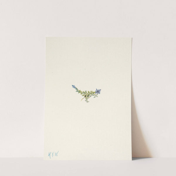 Moss Gentian. Gentiana prostrata (1925) by Mary Vaux Walcott