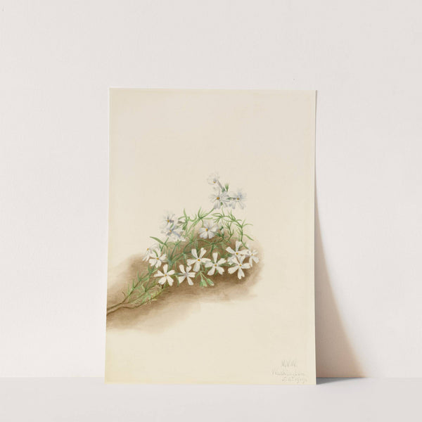 Moss Pink (Phlox subulate) (1919) by Mary Vaux Walcott