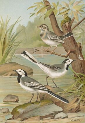 Motacilla alba