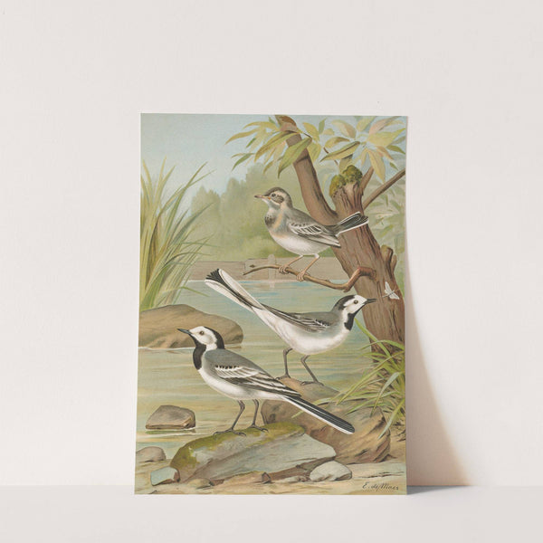 Motacilla alba by Johann Friedrich Naumann