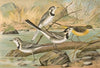 Motacilla alba, Motacilla boarula