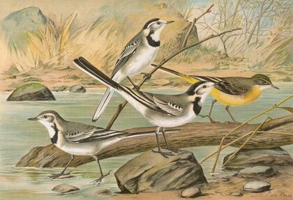 Motacilla alba, Motacilla boarula
