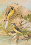 Motacilla boarula