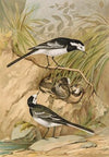 Motacilla lugubris Temm.