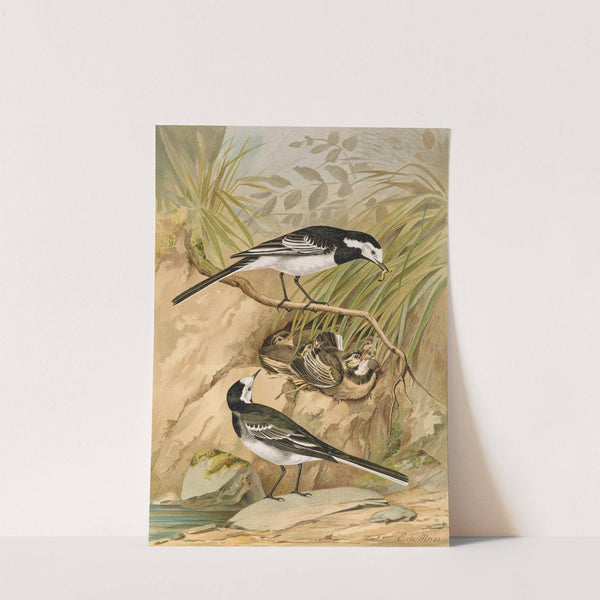 Motacilla lugubris Temm. by Johann Friedrich Naumann