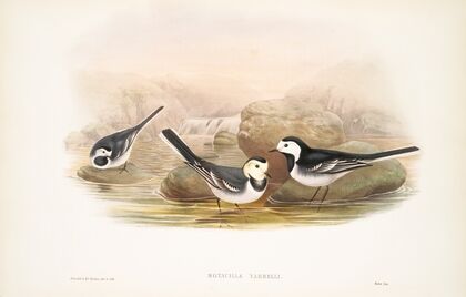 Motacilla Yarrelli. Pied Wagtail. (1862-1873)