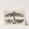 Moth and three butterflies (1646) by Wenceslaus Hollar