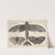 Moth and three butterflies (1646) by Wenceslaus Hollar