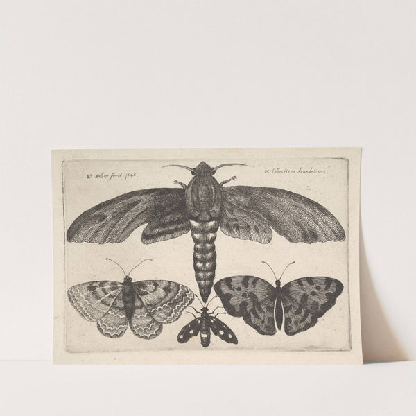Moth and three butterflies (1646) by Wenceslaus Hollar