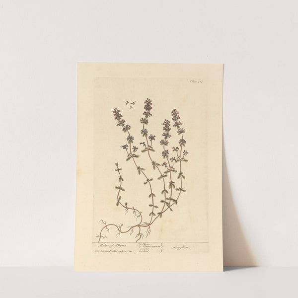 Mother of thyme by Elizabeth Blackwell