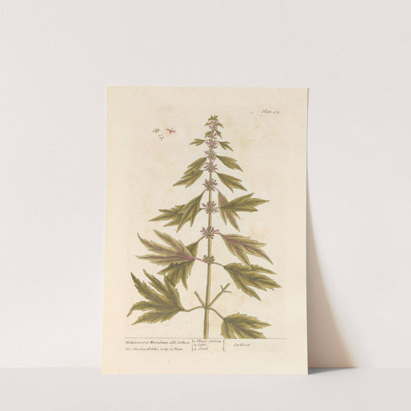 Motherwort or marrubium by Elizabeth Blackwell