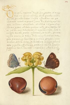 Moths, Jerusalem Sage, and Beans (1561–1596)