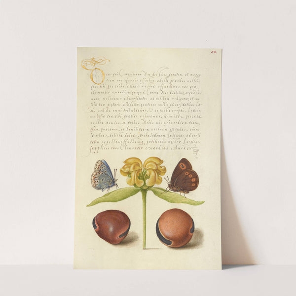 Moths, Jerusalem Sage, and Beans (1561–1596) by Joris Hoefnagel