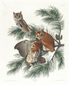 Mottled owl
