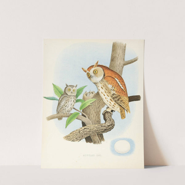 Mottled Owl (1882) by Edwin L. Sheppard