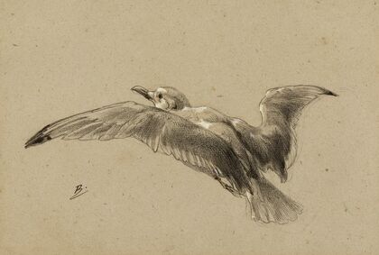 Mouettes — size preview