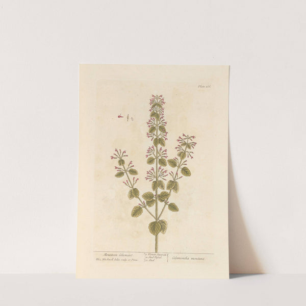 Mountain calamint by Elizabeth Blackwell