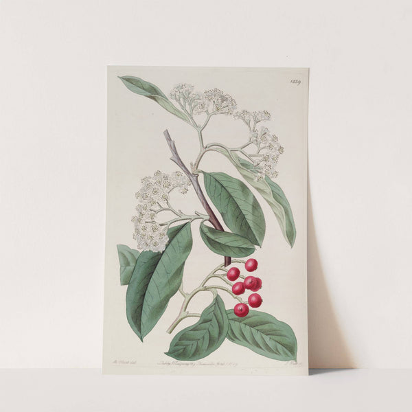 Mountain Cotoneaster by Sydenham Edwards