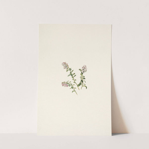 Mountain Cranberry (flower). Vaccinium vitisidaea minus (1925) by Mary Vaux Walcott