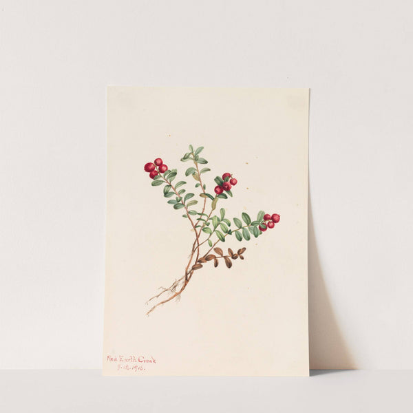 Mountain Cranberry (Vaccinium vitisdaea minus) (1916) by Mary Vaux Walcott