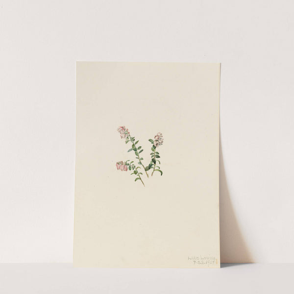 Mountain Cranberry (Vaccinium vitisidaea minus) (1907) by Mary Vaux Walcott