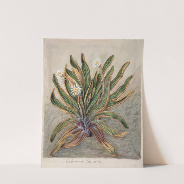 Mountain daisy by Sarah Featon