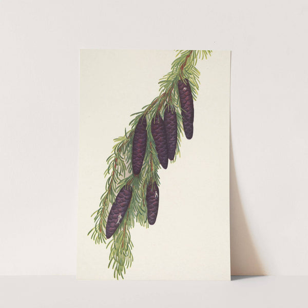 Mountain Hemlock. Psuga mertensiana (1925) by Mary Vaux Walcott