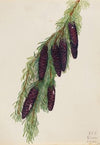 American Mistletoe (Phoradendron flavescens) (1923)