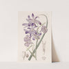 Mountain Ixia-lily by Sydenham Edwards