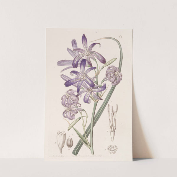 Mountain Ixia-lily by Sydenham Edwards