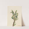Mountain Juniper (Juniperus sibirica) (1917) by Mary Vaux Walcott