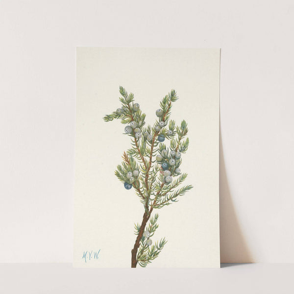 Mountain Juniper. Juniperus sibirica (1925) by Mary Vaux Walcott