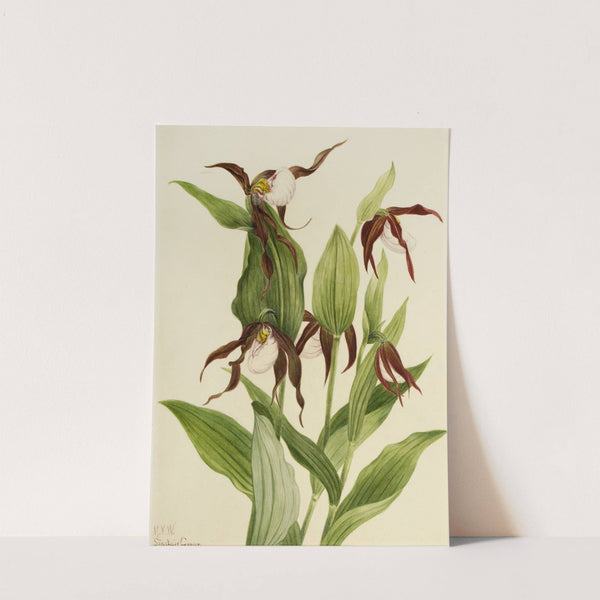 Mountain Lady’s Slipper (Cypripedium montanum) (1923) by Mary Vaux Walcott