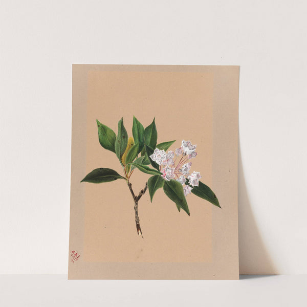 Mountain Laurel (Kalmia latifolia) (1879) by Mary Vaux Walcott