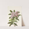 Mountain-laurel. Kalmia Latifolia (1925) by Mary Vaux Walcott