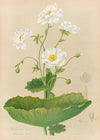 Mountain Lily
