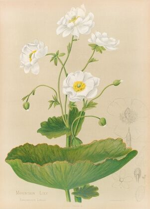 Mountain Lily