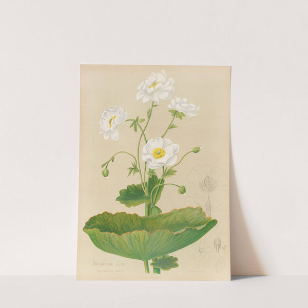 Mountain Lily by Georgina Burne Hetley