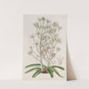 Mountain Ornithogalum by Sydenham Edwards