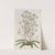 Mountain Ornithogalum by Sydenham Edwards