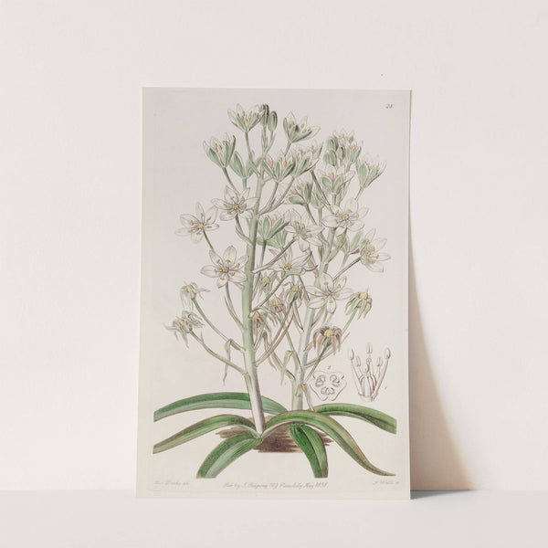 Mountain Ornithogalum by Sydenham Edwards