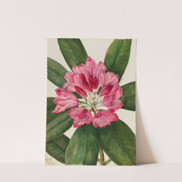 Mountain Rose-Bay (Rhododendron catawbiense) (1932) by Mary Vaux Walcott