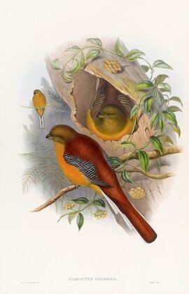 Mountain Trogon
