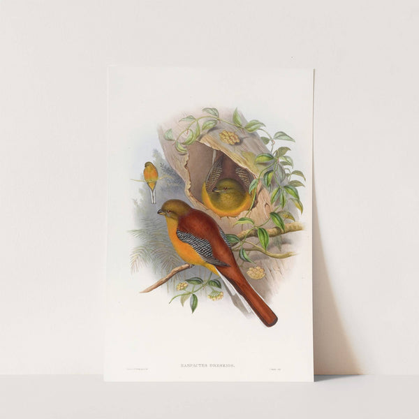 Mountain Trogon by John Gould