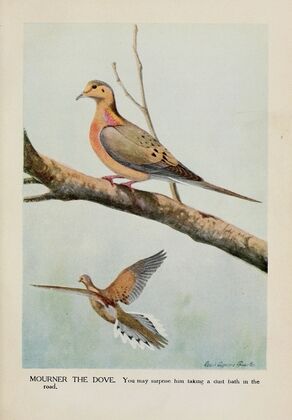 Mourner the Dove