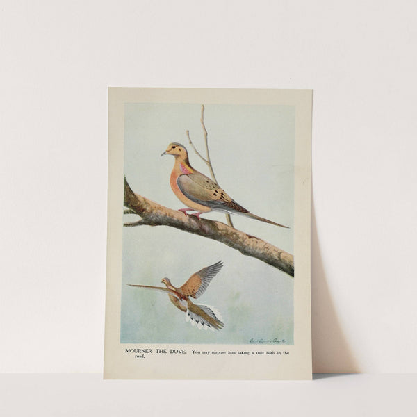 Mourner the Dove by Louis Agassiz Fuertes