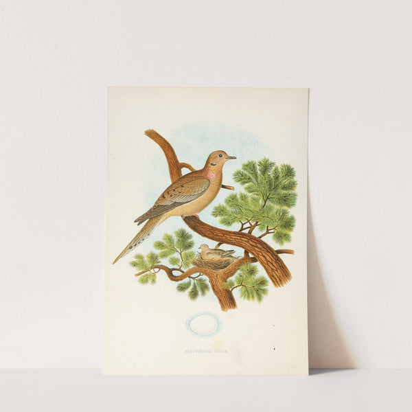 Mourning Dove (1882) by Edwin L. Sheppard