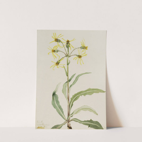 Mourning Groundsel (Senecio lugens) (1921) by Mary Vaux Walcott