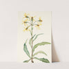 Mourning Groundsel. Senecio lugens (1925) by Mary Vaux Walcott