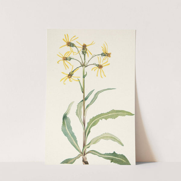 Mourning Groundsel. Senecio lugens (1925) by Mary Vaux Walcott